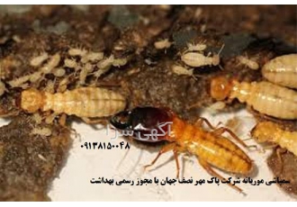 طرح ویژه موریانه زدایی شرکت پاک مهر نصف جهان