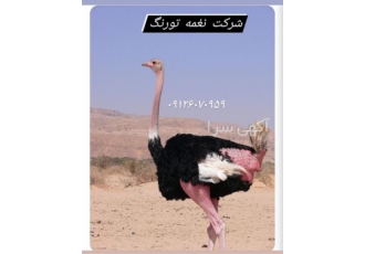 فروش و قیمت شترمرغ گردن قرمز - طیور
