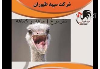 شترمرغ ۱ ماهه و ۵ ماهه در تهران شترمرغ 1 ماهه و 5 ماهه در استان تهران