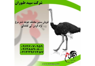 شترمرغ ۴ ماهه شترمرغ هچری یک ماهه طیور در تهران شترمرغ 4 ماهه