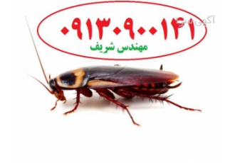 سمپاشی سوسک ریز و درشت به صورت تخصصی در اصفهان سمپاشی سوسک ریز و درشت