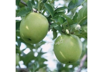 فروش درخت سیب سبز پیوندی ضیافتی