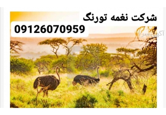 فروش شترمرغ در تهران فروش شترمرغ فروش شترمرغ با نوسانات قیمت بازار