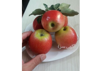 ارائه درخت سیب دورنگ پیوندی گلدانی در ساری ارائه درخت سیب دورنگ پیوندی
