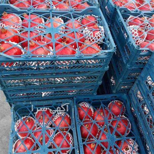آگهی های محصولات زراعی و باغی - ساوه