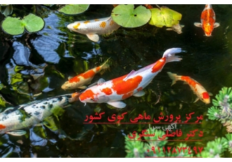 تکثیر پرورش و فروش ماهی کوی مزرعه پرورش ماهی شرکت دان تکثیر پرورش