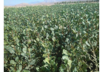 فروش نهال پسته نهال پسته خرید نهال پسته پسته یکی از درختانی می باشد