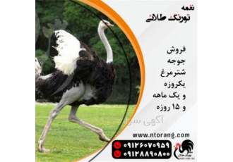 فروش شتر مرغ گردن آبی 15 روزه
