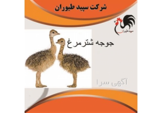 جوجه شتر مرغ 3 ماهه سپید طیور