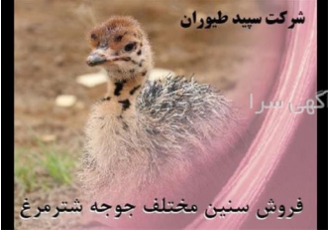 جوجه شترمرغ -شترمرغ دوماهه - طیور