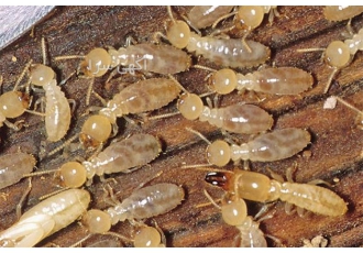 سمپاشی موریانه منازل