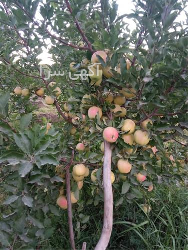 بذر کمیاب