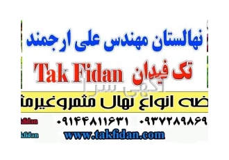 خرید نهال گردو و بادام از نهالستان تک فیدان