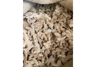 فروش زنجبیل در تهران زنجبیل به عنوان ادویه دارویی و آشپزی مورد استفاده