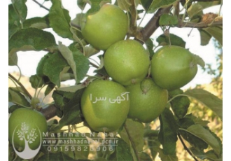 فروش نهال سیب گرین اسمیت در مشهد فروش نهال میوه سیب گرین اسمیت سبز سیب