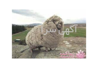 فروش پشم گوسفند خرید و فروش پشم گوسفندی بره و بهاره خام یا حلاجی شده