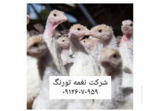 فروش جوجه شترمرغ کانادایی و آفریقایی در تهران فروش جوجه شترمرغ کانادایی