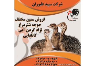 فروش جوجه شترمرغ شرکت سپید طیوران طیور در تهران فروش جوجه شترمرغ