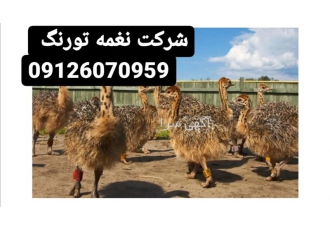 پرورش جوجه شترمرغ کانادایی یک ماهه در تهران برای چند هفته اول به رژیم