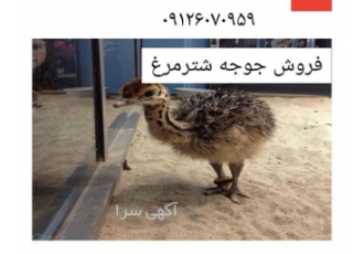 فروش و قیمت جوجه شترمرغ یک روزه هچری طیور در تهران فروش جوجه شترمرغ