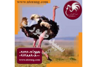 فروش جوجه شترمرغ ؛ قیمت جوجه شترمرغ یک ماهه