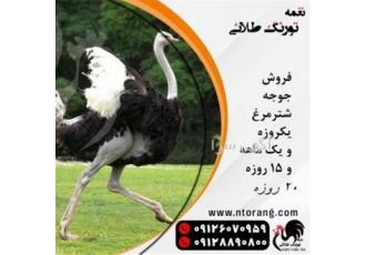 فروش و پخش جوجه شترمرغ 20 روزه - طیور