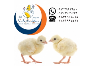 فروش جوجه بوقلمون بیوتی