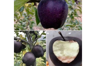 نهال سیب سرخ