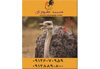 فروش شترمرغ مولد و گوشتی - طیور