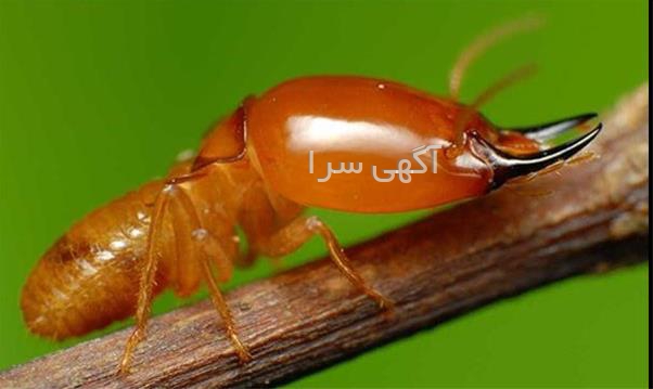 آگهی های امور منزل - یزد