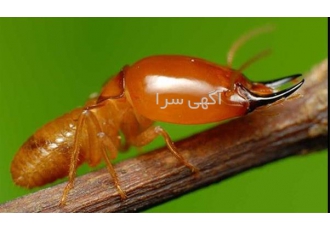 شرکت سمپاشی - سمپاشی موریانه تضمینی طرح ویژه آذر
