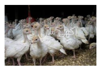 فروش بوقلمون بیوتی 6 و 9 فوق سنگین