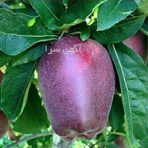 آگهی های بذر و نهال - مراغه