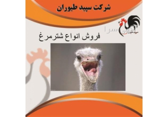 فروش شترمرغ و جوجه شترمرغ طیور در تهران فروش شترمرغ و جوجه شترمرغ طیور