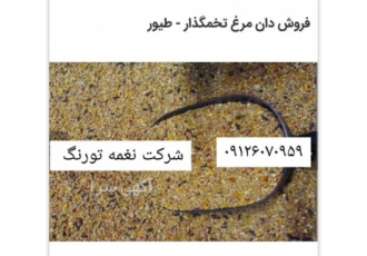 قیمت جوجه شترمرغ _ فروش دان شترمرغ - طیور