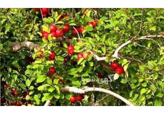 فروش نهال سیب قرمز و سیب گلاب پایه رویشی درجه 1