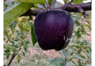 فروش نهال سیب جرومین