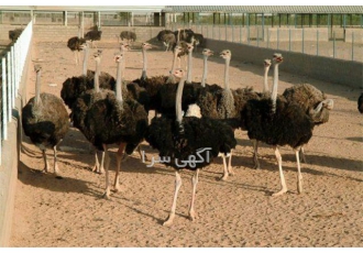 فروش مستقیم جوجه شترمرغ - طیور