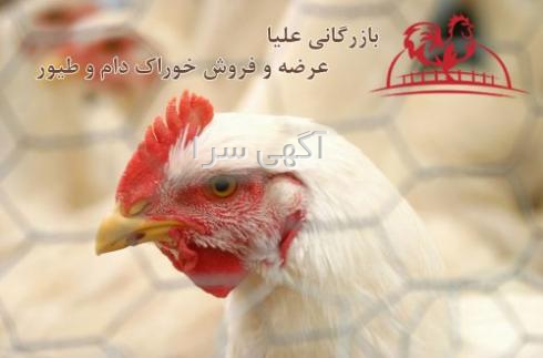 رنگ مو بدون آمونیاک garnier olia