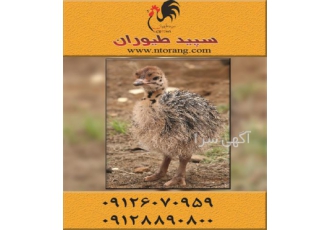 خرید و فروش شترمرغ در سنین مختلف طیور در تهران خرید و فروش شترمرغ