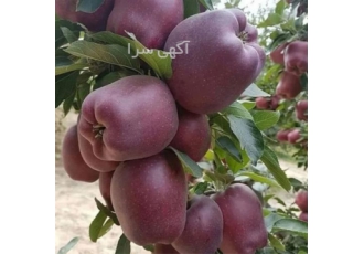 قیمت نهال سیب - فروش عمده نهال سیب