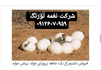 خرید و فروش جوجه شترمرغ با کیفیت