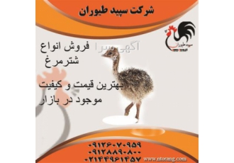 پرورش شترمرغ ، پیش فروش شترمرغ 2 ماهه کامل - طیور