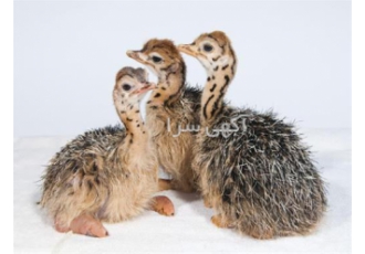 فروش شترمرغ دو انگشتی طیور در تهران فروش شترمرغ گردن آبی کانایی فروش