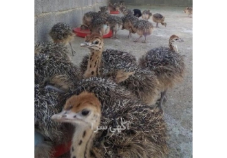 فروش جوجه شترمرغ 1 هفته تا 4 ماهه - طیور