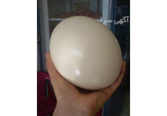 فروش تخم شترمرغ فروش تخم پرندگان زینتی در کرمانشاه فروش ویژه تخم نطفه