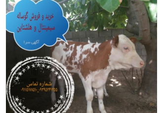 فروش گوساله سیمینتال هلشتاین اصیل