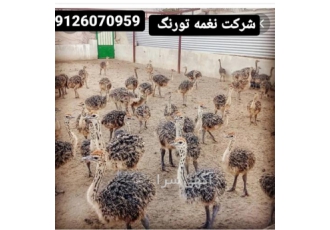 فروش شترمرغ پروایی - نغمه تورنگ