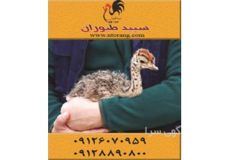 فروش جوجه شترمرغ گردن آبی ، فروش جوجه شترمرغ