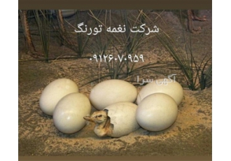 فروش جوجه شترمرغ کانادایی طیور در تهران فروش جوجه شترمرغ استان تهران